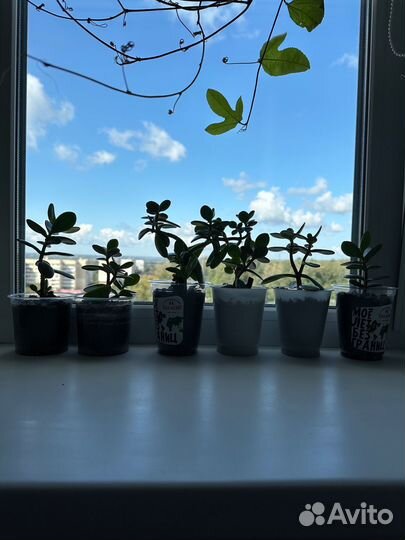 Толстянка. Денежное дерево