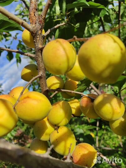 Реализую саженцы абрикоса