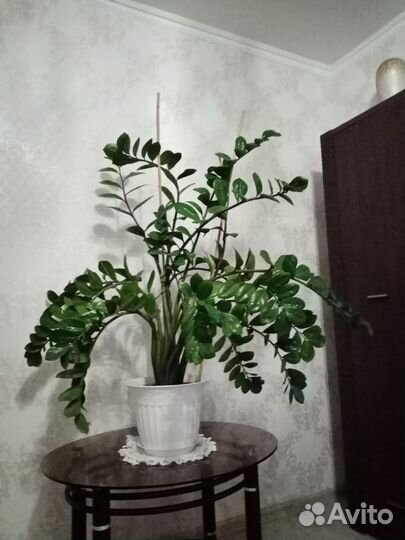 Замиокулькас