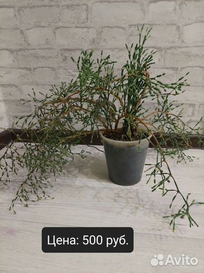 Продам Хатиору и золотой ус