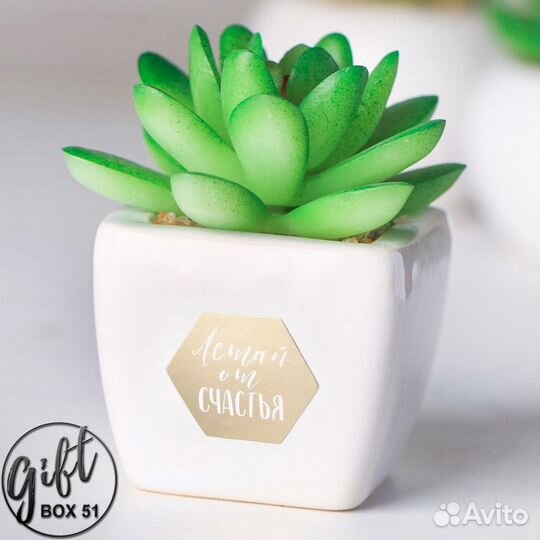 Подарочный бокс «Nature» кружка, суккулент, кофе