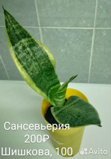 Комнатные растения