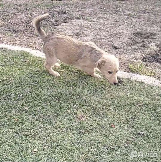 Щеночек 5 месяцев, мальчик