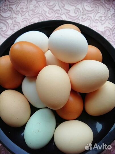 Инкубационное яйцо