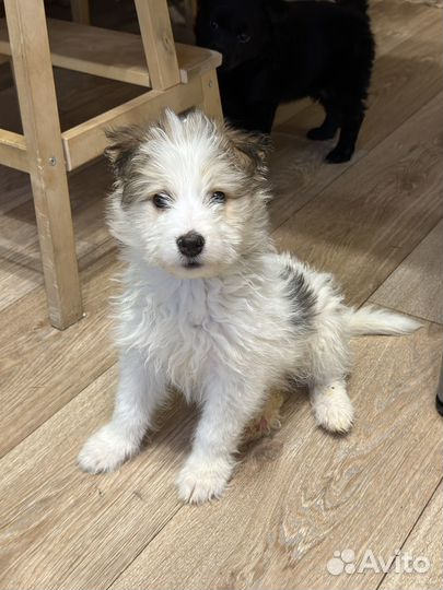 Щенок 2,5 мес