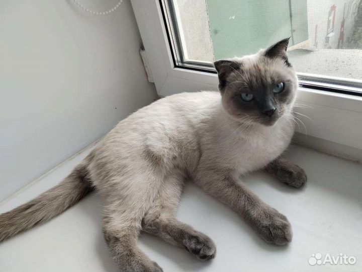 Передержка кошек