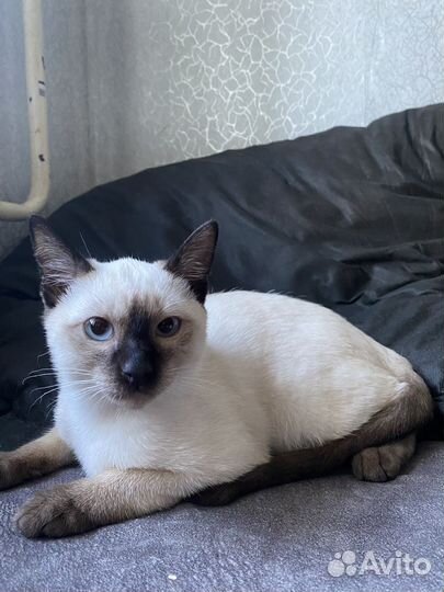 Тайские котята