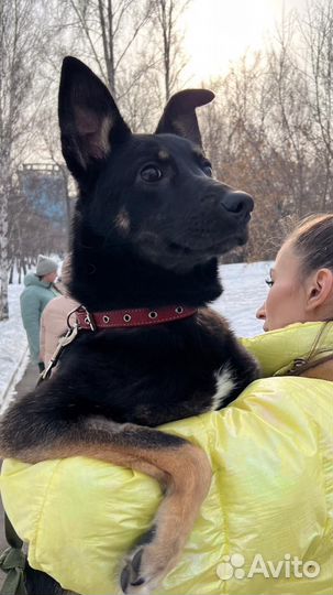 Оливка ищет дом