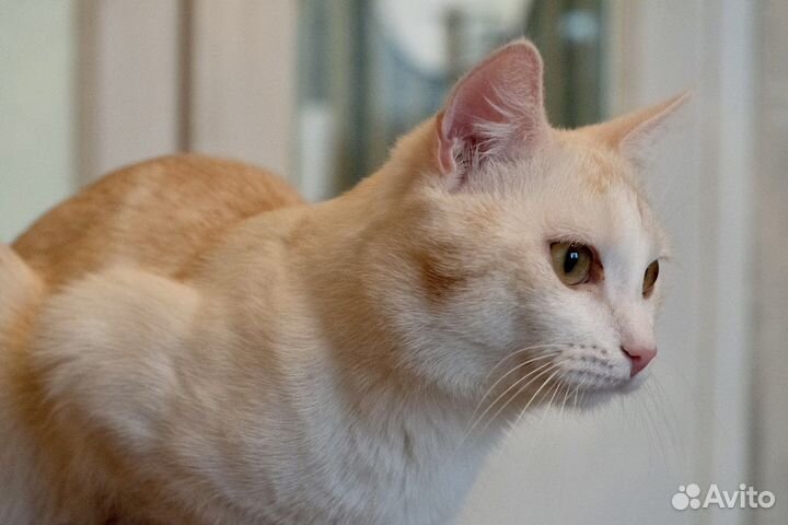 Котик Боня
