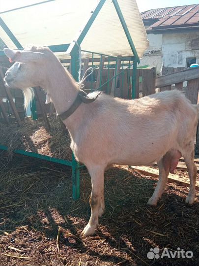 Коза нубийская