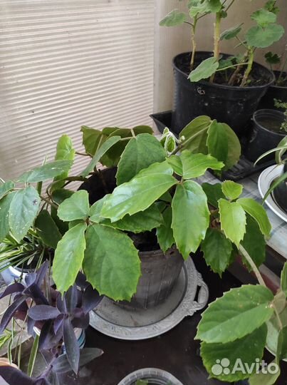 Цетрастигма