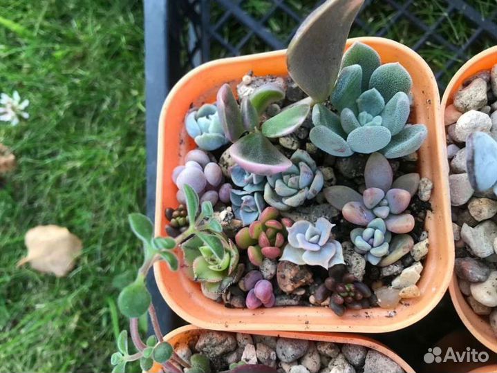 Суккуленты