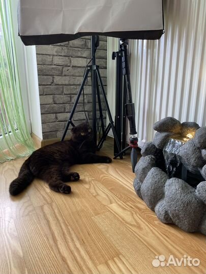 Шотландский кот