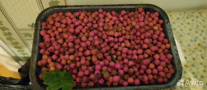 Продам ягоду боярышника
