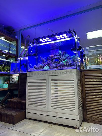 Аквариумсочи