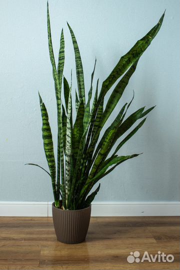 Сансевиерия, комнатное растение,растение для офиса