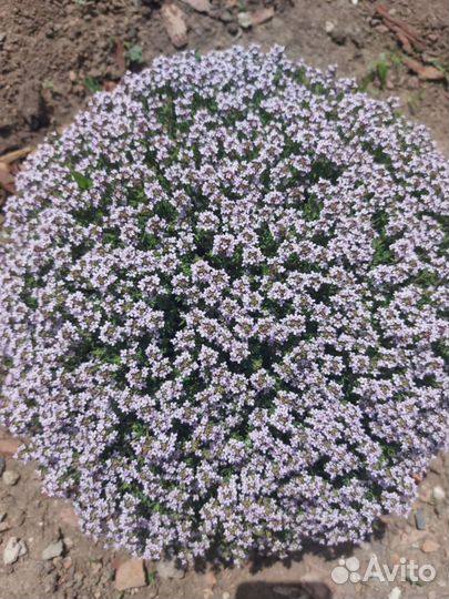 Тимьян шаровидный, почвопокровный,лимонный зкс
