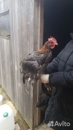 Молодые петушки