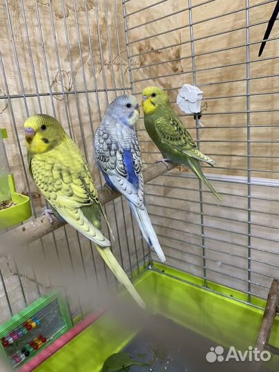 Птенцы волнистый попугай
