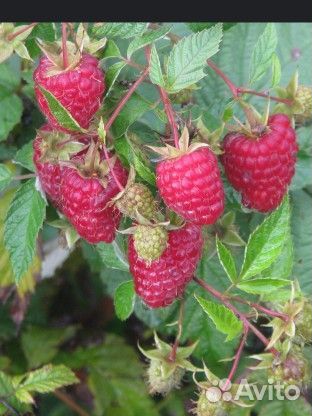 Ремонтантная малина (кустик )