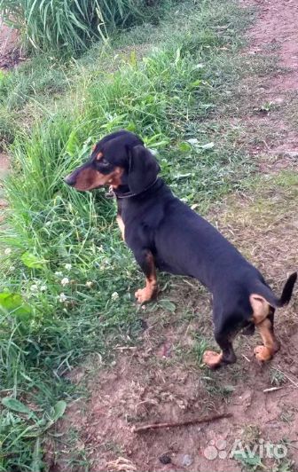 Кобель для вязки такса