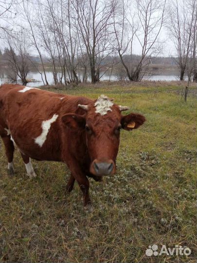 Коровы и телята