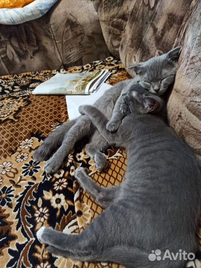 Котейки в дар