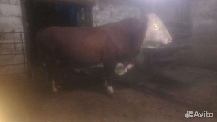 Быки герефорды