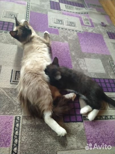 Отдам котенка в добрые руки