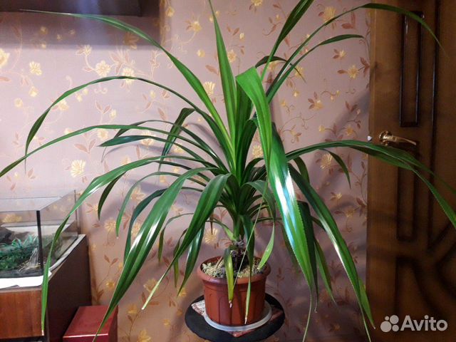 Пальма шагающая пандан