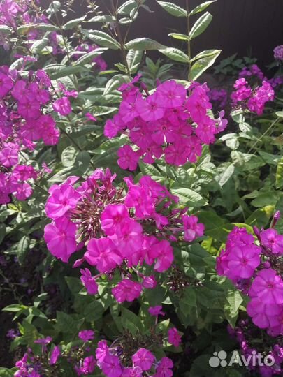 Флоксы многолетние