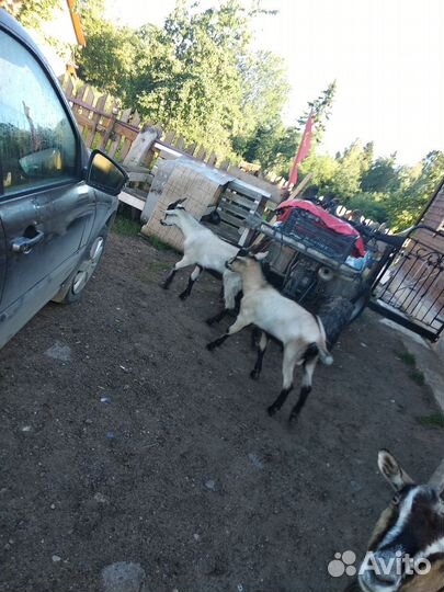 Продам козлов на племя