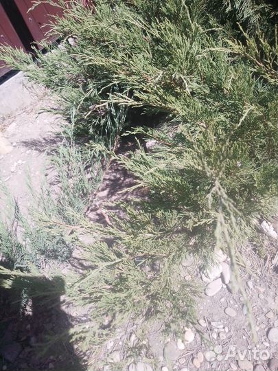 Хвойные растения