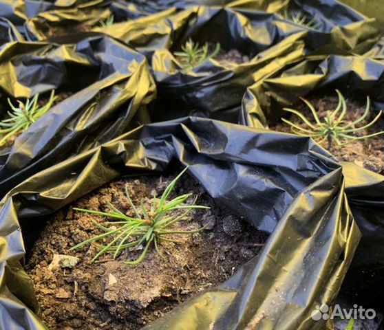 Саженцы кедра