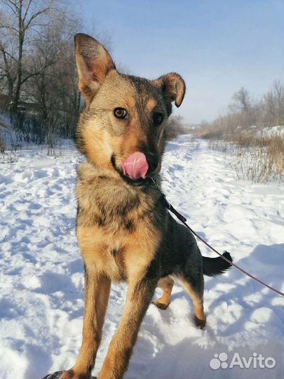 Собака Карла