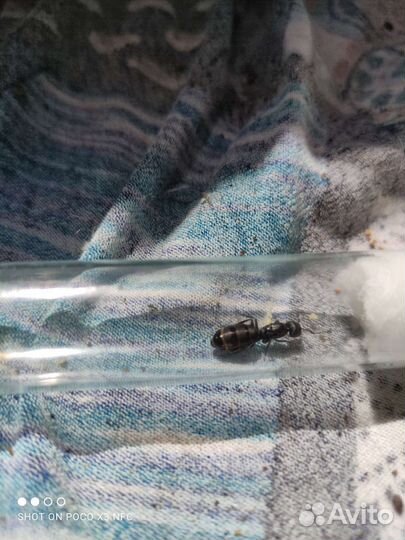 Муравьи camponotus vagus