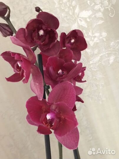 Орхидея фаленопсис бабочка