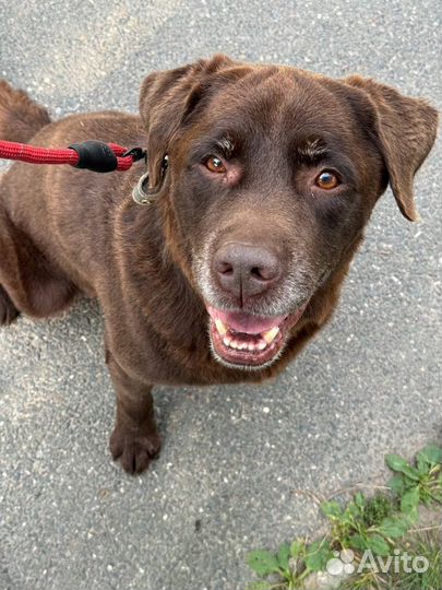 Лабрадор в добрые руки