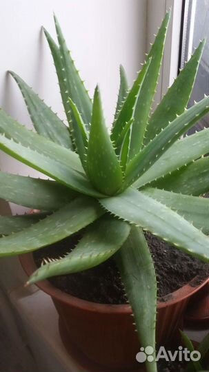 Комнатные цветы