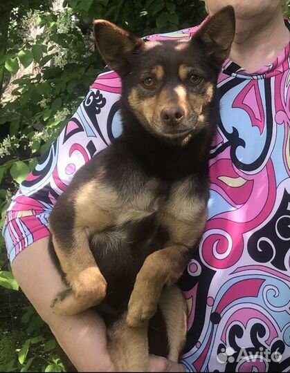 Пинчер в дар