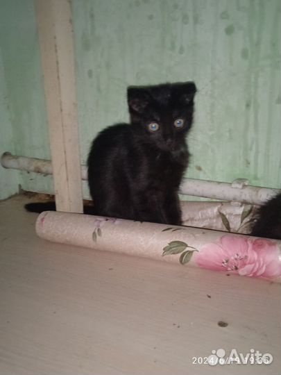 Котята вислоухие в добрые руки бесплатно