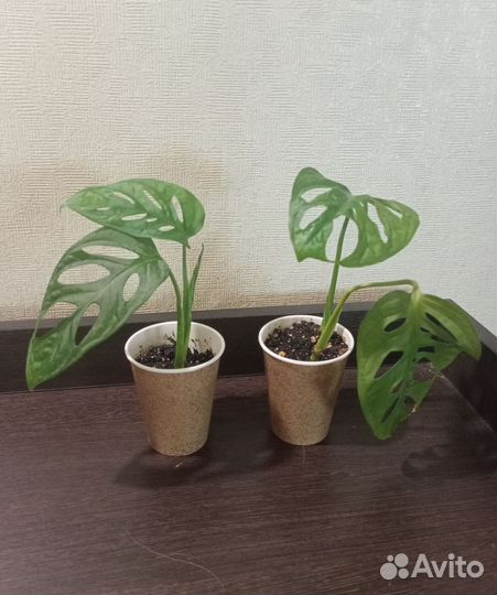 Монстера манки маск