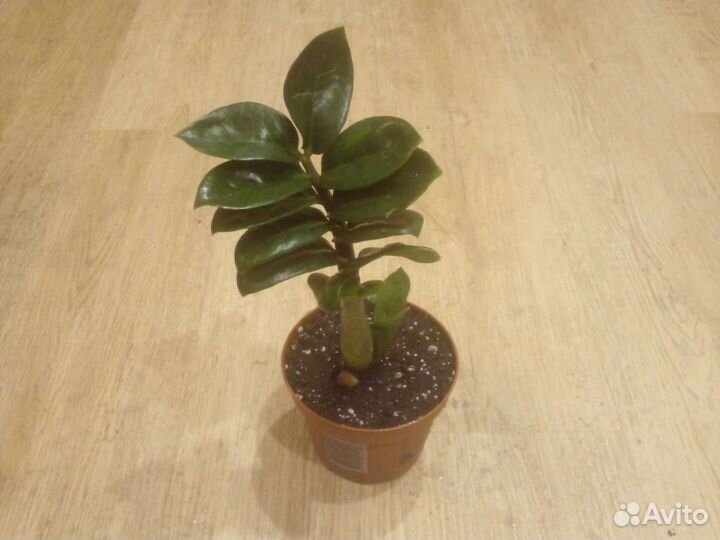 Замиокулькас зензи жук