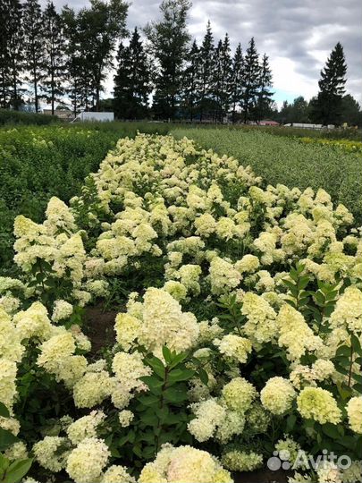 Гортензии из питомника опт и розница