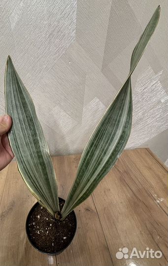 Сансевиерия Марлоу и Металлика