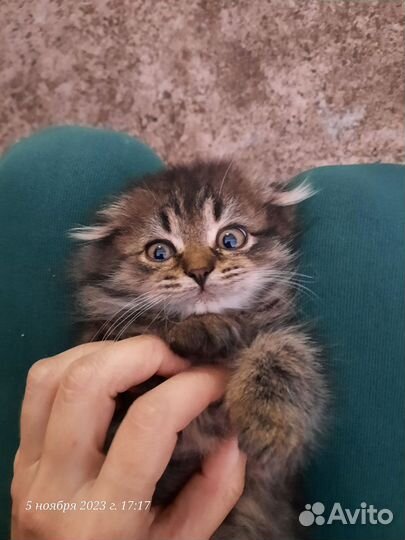 Котята в добрые руки бесплатно