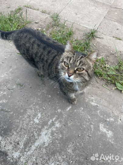 Возьмите кота домой