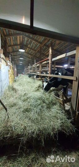 Сено луговое с клевером