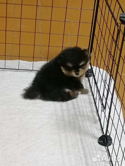 Щенки шпица