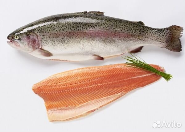 Форель радужная свежая